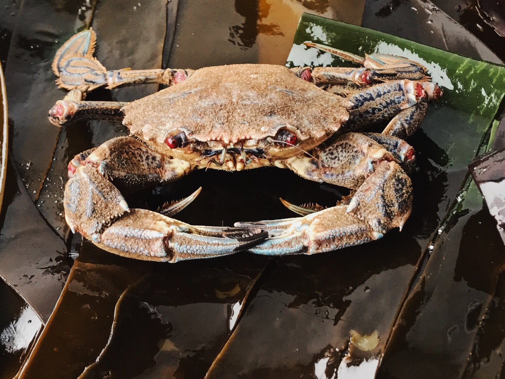 Pembrokeshire Velvet Crab