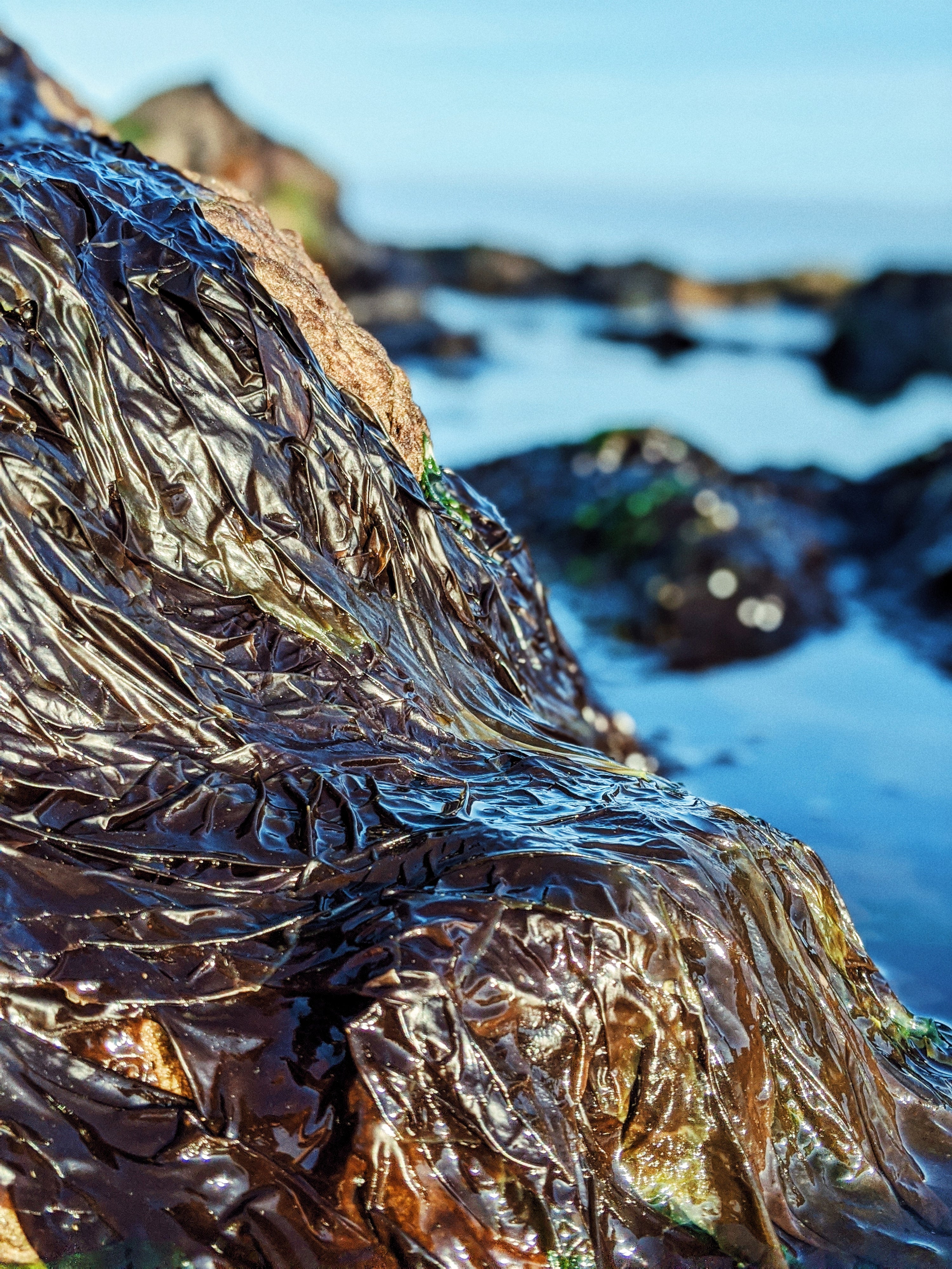 OK - WHY SEAWEED ? ..............