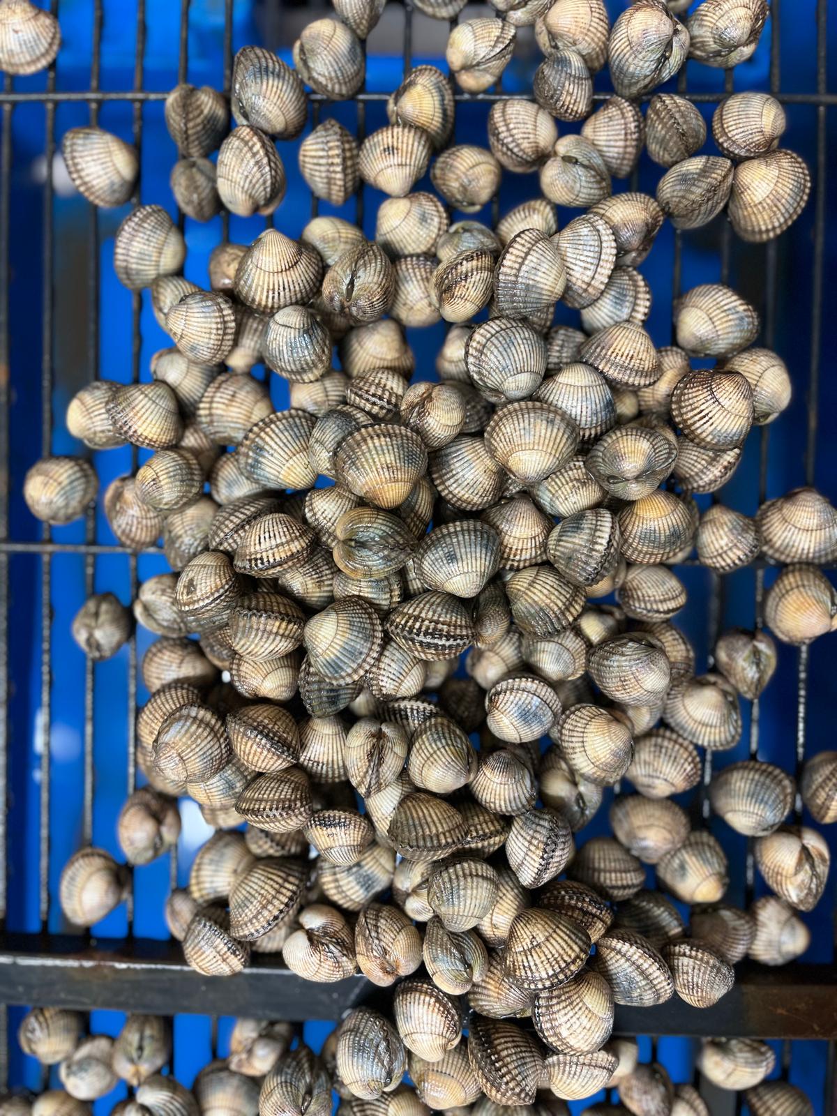 Welsh Cockles