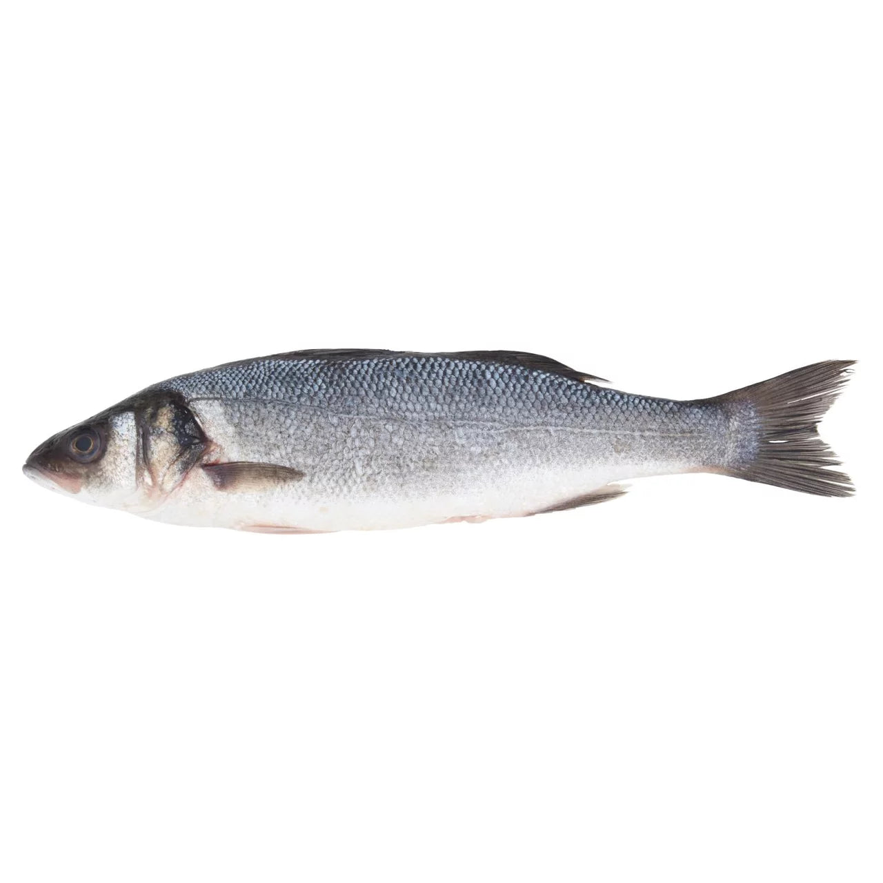 Sea Bass Whole