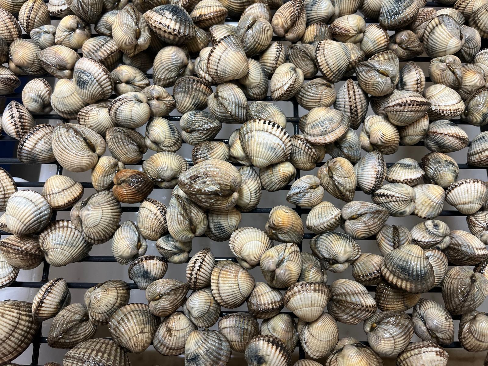 Welsh Cockles