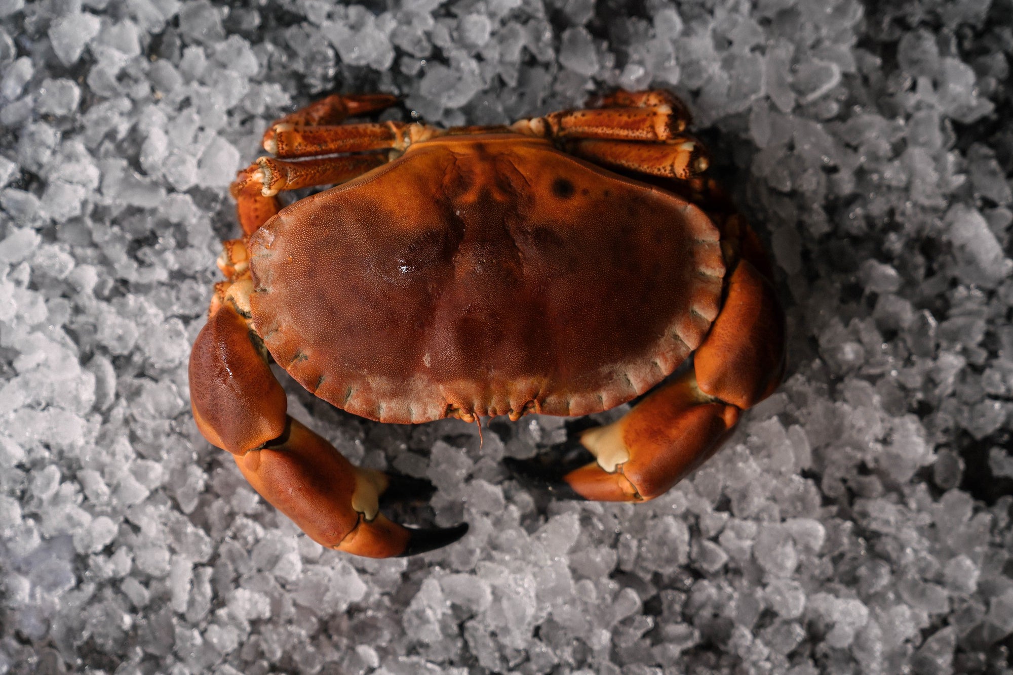 Pembrokeshire Brown Crab