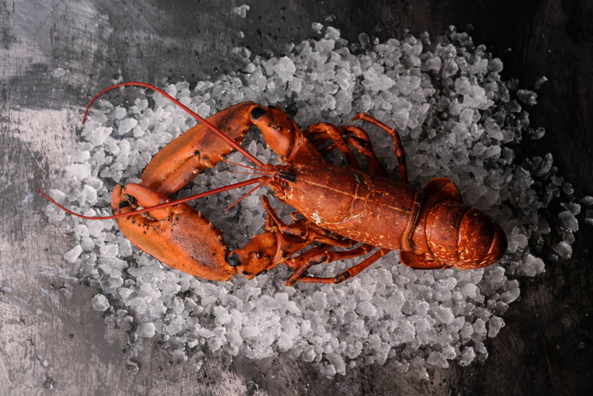 Pembrokeshire Cooked Lobster