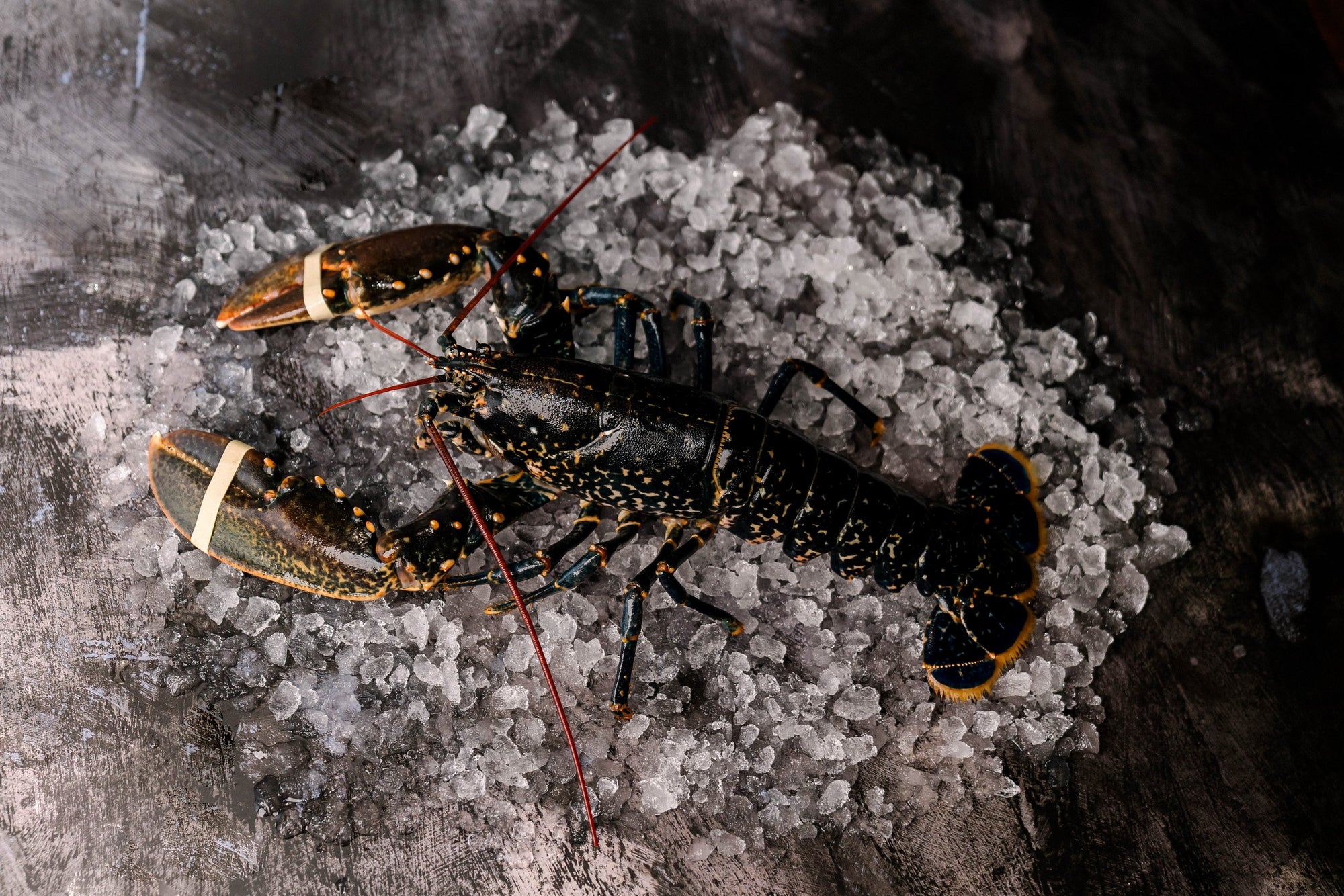 Pembrokeshire Lobster