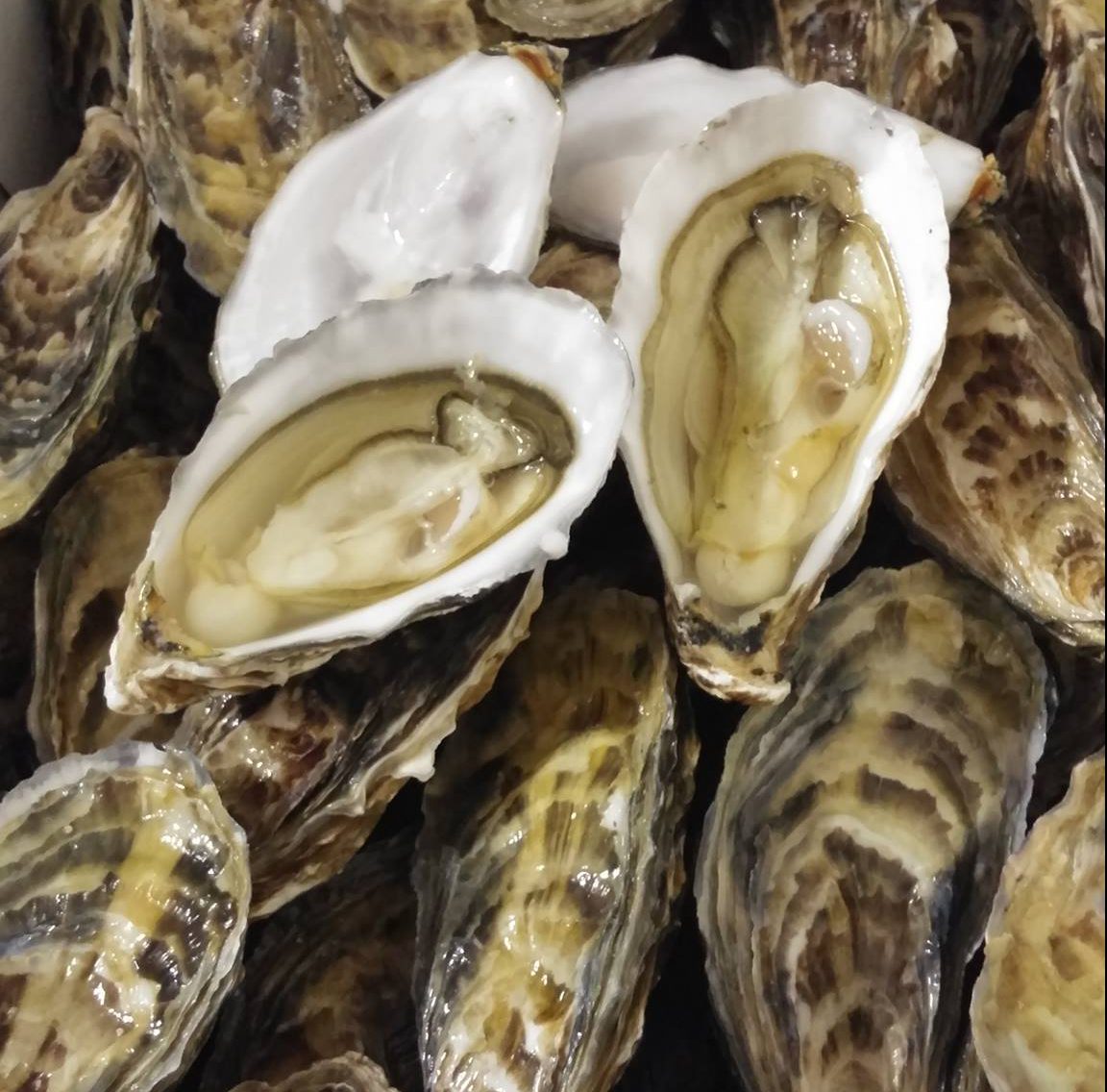 Menai Oysters