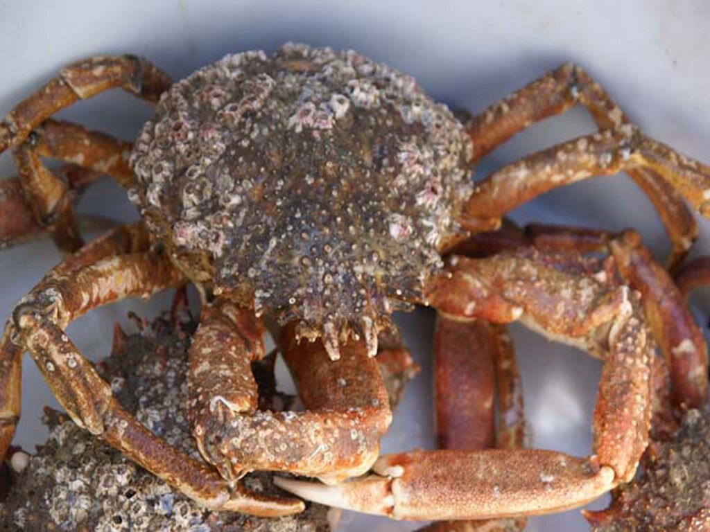 Pembrokeshire Spider Crab